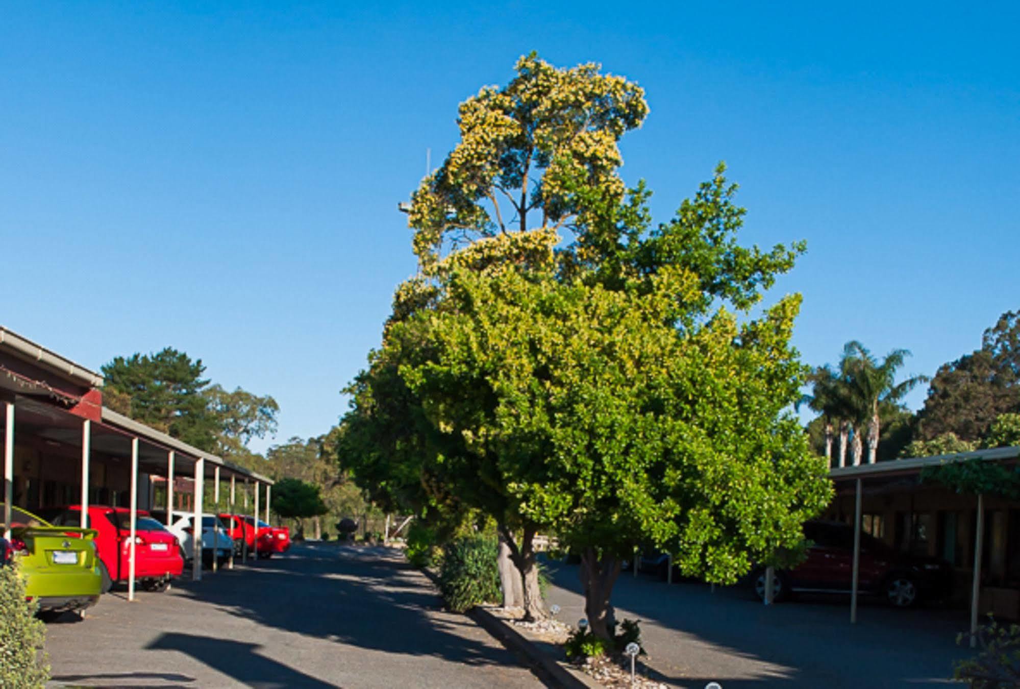 Angaston Vineyards Motel Buitenkant foto