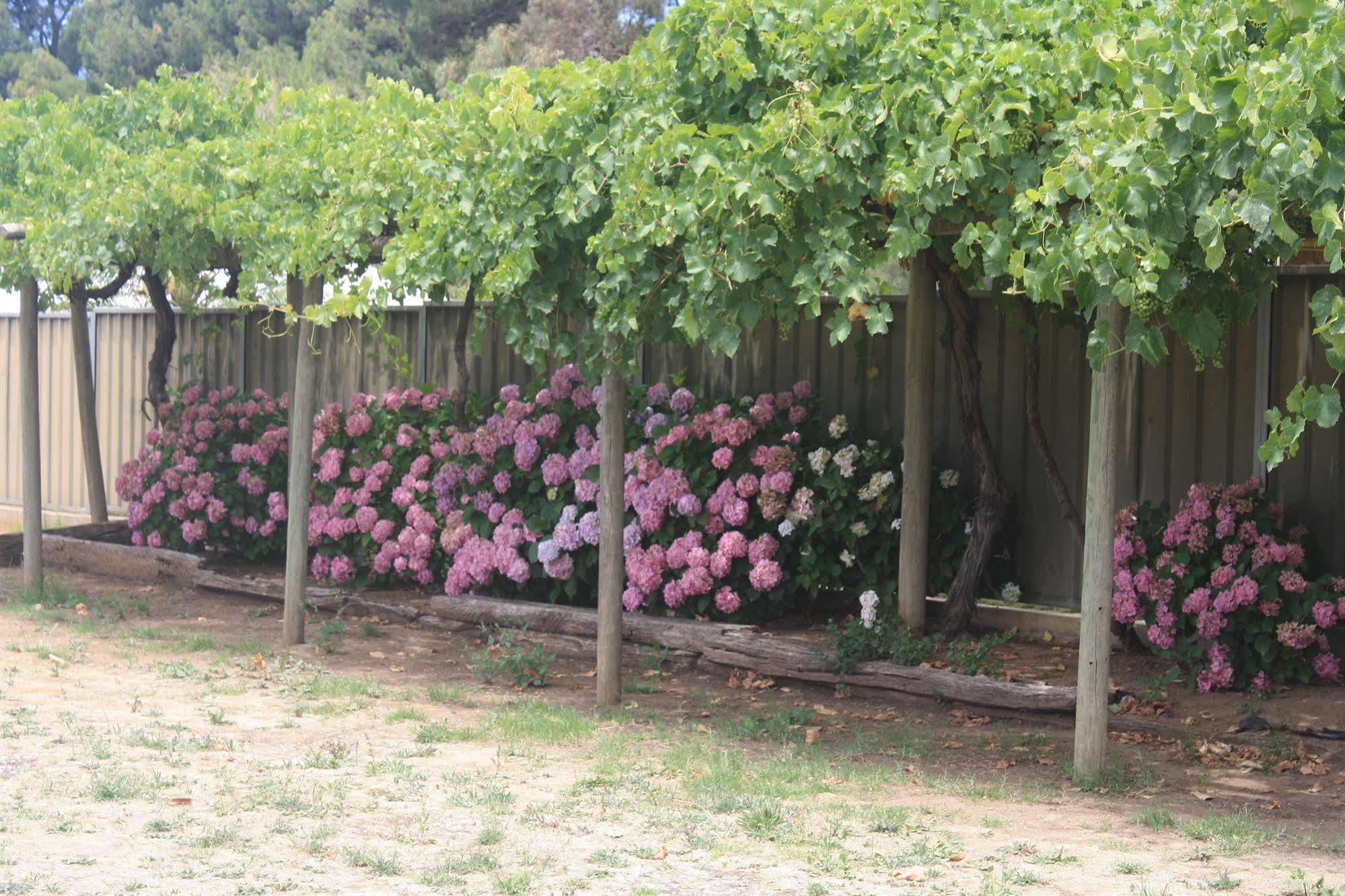 Angaston Vineyards Motel Buitenkant foto